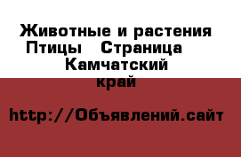 Животные и растения Птицы - Страница 2 . Камчатский край